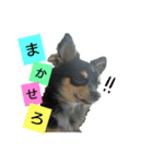 チワワのコロンくん（個別スタンプ：17）