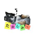 チワワのコロンくん（個別スタンプ：18）