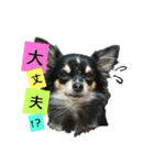 チワワのコロンくん（個別スタンプ：19）