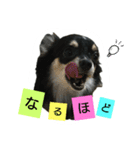 チワワのコロンくん（個別スタンプ：21）