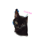 ねこのあいちゃん（個別スタンプ：1）
