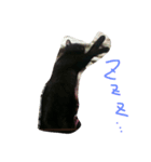 ねこのあいちゃん（個別スタンプ：8）