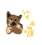 The 87 Dog（個別スタンプ：5）