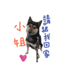 The 87 Dog（個別スタンプ：10）