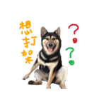 The 87 Dog（個別スタンプ：15）