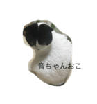 音ねこ（個別スタンプ：2）