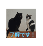 リアルねこスタンプ（個別スタンプ：5）