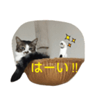 リアルねこスタンプ（個別スタンプ：14）