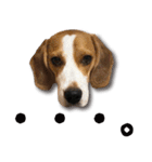ビーグル犬 ロンくんスタンプ（個別スタンプ：1）