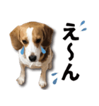 ビーグル犬 ロンくんスタンプ（個別スタンプ：3）
