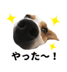 ビーグル犬 ロンくんスタンプ（個別スタンプ：4）