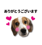 ビーグル犬 ロンくんスタンプ（個別スタンプ：6）