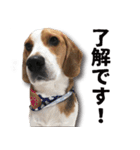 ビーグル犬 ロンくんスタンプ（個別スタンプ：7）