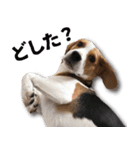 ビーグル犬 ロンくんスタンプ（個別スタンプ：8）