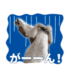 ビーグル犬 ロンくんスタンプ（個別スタンプ：9）