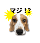 ビーグル犬 ロンくんスタンプ（個別スタンプ：10）