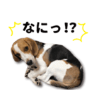 ビーグル犬 ロンくんスタンプ（個別スタンプ：11）