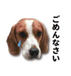 ビーグル犬 ロンくんスタンプ（個別スタンプ：12）