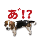 ビーグル犬 ロンくんスタンプ（個別スタンプ：13）