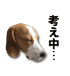 ビーグル犬 ロンくんスタンプ（個別スタンプ：14）