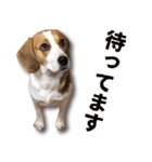 ビーグル犬 ロンくんスタンプ（個別スタンプ：15）