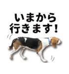 ビーグル犬 ロンくんスタンプ（個別スタンプ：16）