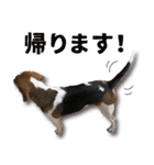 ビーグル犬 ロンくんスタンプ（個別スタンプ：17）