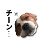 ビーグル犬 ロンくんスタンプ（個別スタンプ：18）