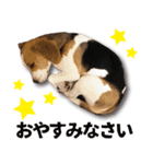 ビーグル犬 ロンくんスタンプ（個別スタンプ：19）