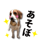 ビーグル犬 ロンくんスタンプ（個別スタンプ：20）