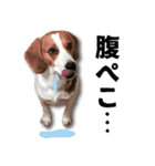 ビーグル犬 ロンくんスタンプ（個別スタンプ：22）