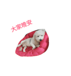 BoJi（個別スタンプ：6）