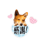 コーギー犬のロンくん✨（個別スタンプ：19）