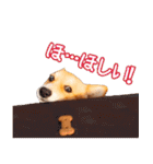 コーギー犬のロンくん✨（個別スタンプ：34）