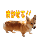 コーギー犬のロンくん✨（個別スタンプ：35）