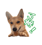 コーギー犬のロンくん✨（個別スタンプ：37）