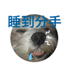 Dog son Pi-Dan's Life（個別スタンプ：6）