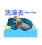 Dog son Pi-Dan's Life（個別スタンプ：11）