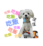 Dog son Pi-Dan's Life（個別スタンプ：14）