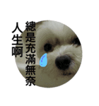 Dog son Pi-Dan's Life（個別スタンプ：17）