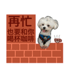 Dog son Pi-Dan's Life（個別スタンプ：22）