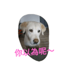 Q dog No.2（個別スタンプ：1）