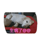 Q dog No.2（個別スタンプ：2）