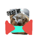 Q dog No.2（個別スタンプ：3）