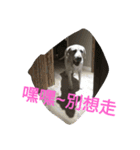 Q dog No.2（個別スタンプ：4）