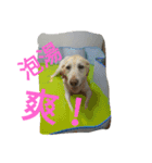 Q dog No.2（個別スタンプ：5）