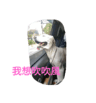 Q dog No.2（個別スタンプ：6）