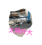 Q dog No.2（個別スタンプ：7）