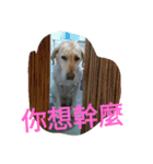 Q dog No.2（個別スタンプ：8）