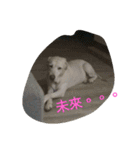 Q dog No.2（個別スタンプ：11）